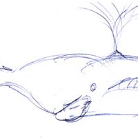 illustrazioni - balena